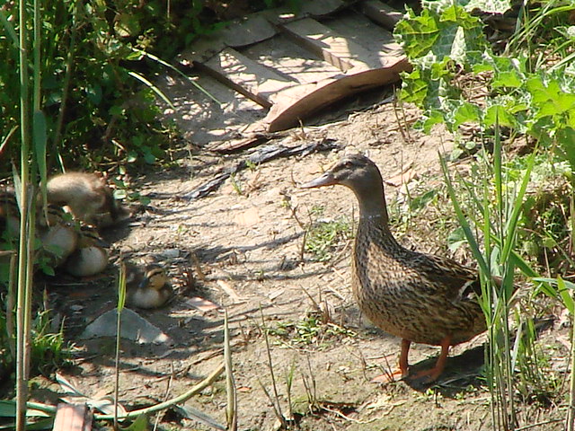 madre con figli al seguito